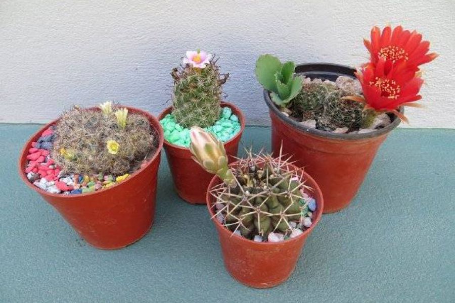 Coleccion de cactus - Foto Oscar Degiorgio