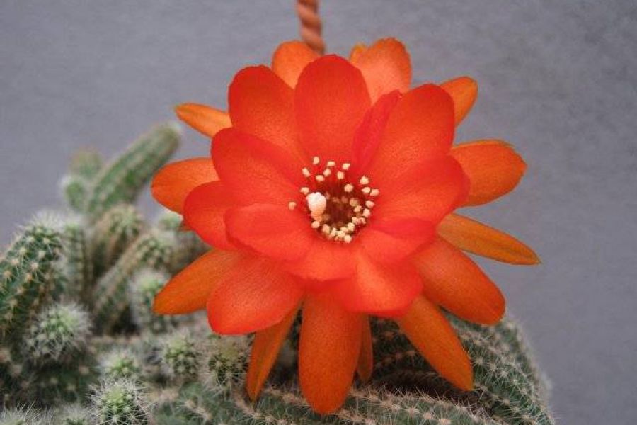 Coleccion de cactus - Foto Oscar Degiorgio