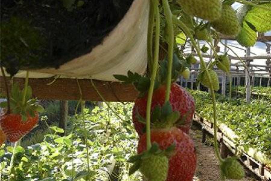 Plantacion de frutilla - Foto INTA