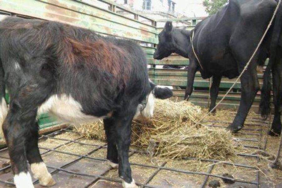 Sindicato de Camioneros regalando leche