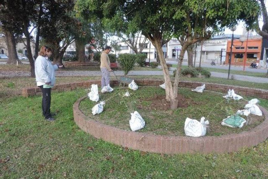 Poda en Plaza Sarmiento - Foto FM Spacio