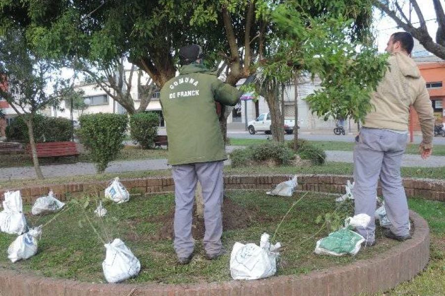 Poda en Plaza Sarmiento - Foto FM Spacio