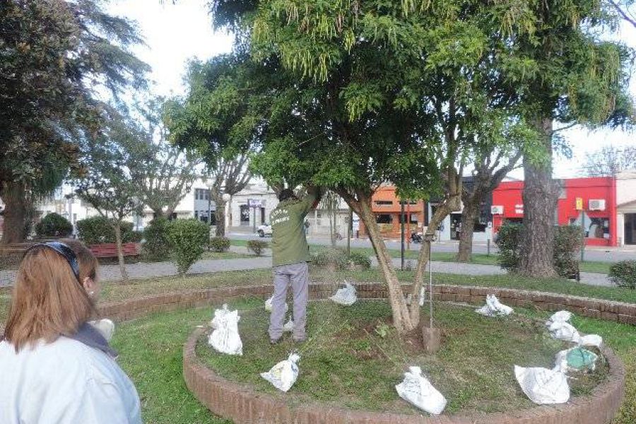 Poda en Plaza Sarmiento - Foto FM Spacio