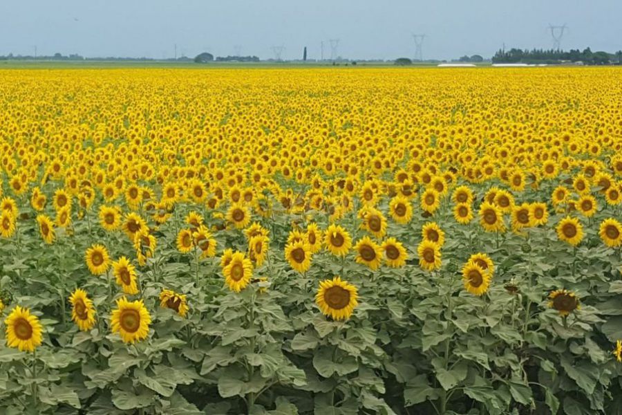 El girasol, un cultivo en peligro de extinción | FM Spacio  - Franck -  Santa Fe - Argentina