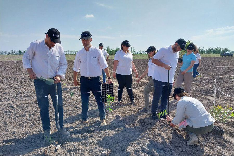 La Lehmann en nueva plantación