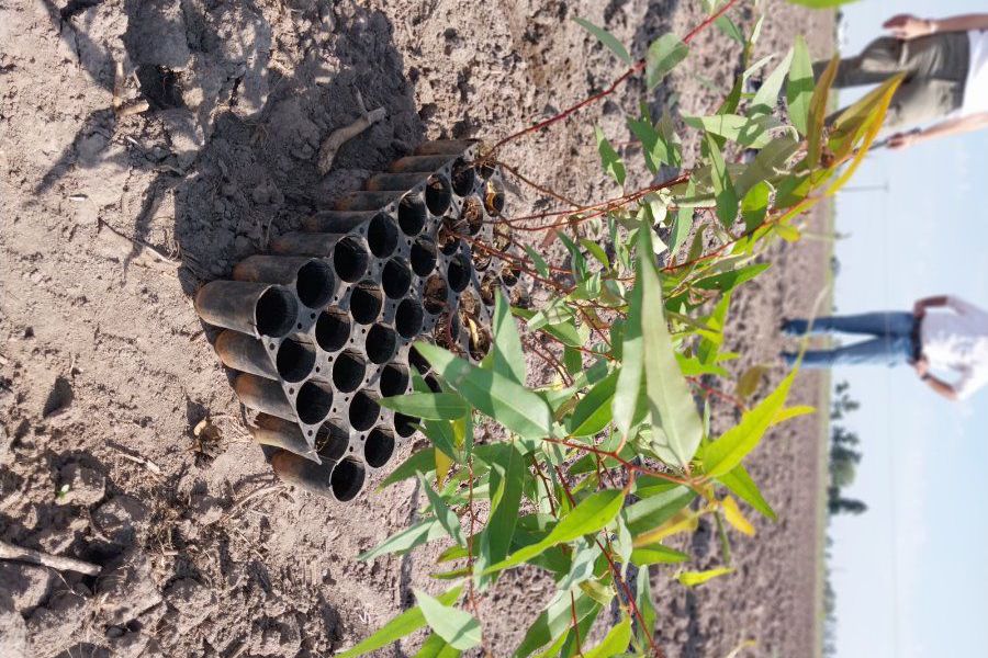 La Lehmann en nueva plantación