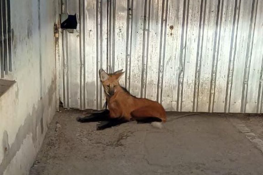 Aguara guazu - Foto URXI