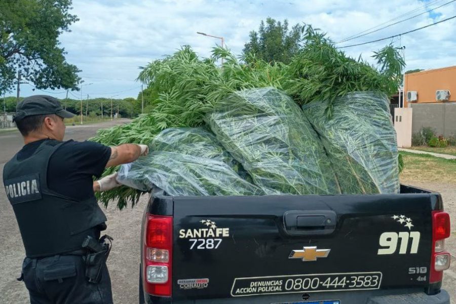 Secuestro plantas de cannabis - Foto URXI