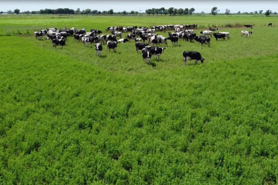 1Alfalfa y forrajes de La Lehmann